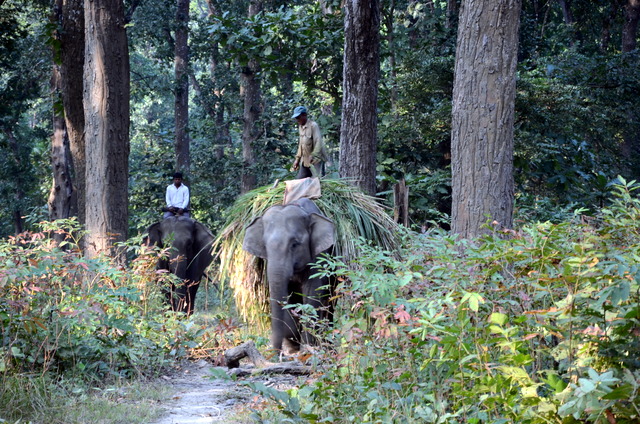 Another day in Paradise…Chitwan National Park and beyond.