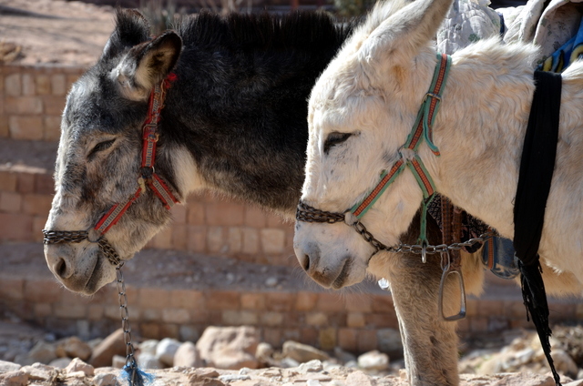 A cute couple....donkey's for hire in Petra, Jordan