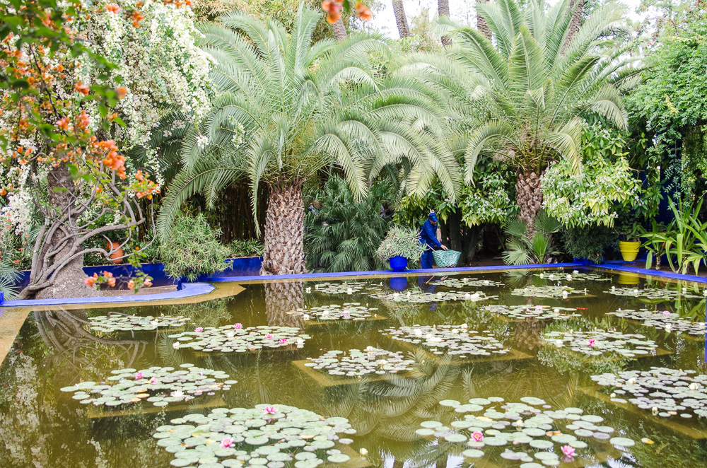 Water Lilly pond at Majorelle Garden Marrakesh Morocco